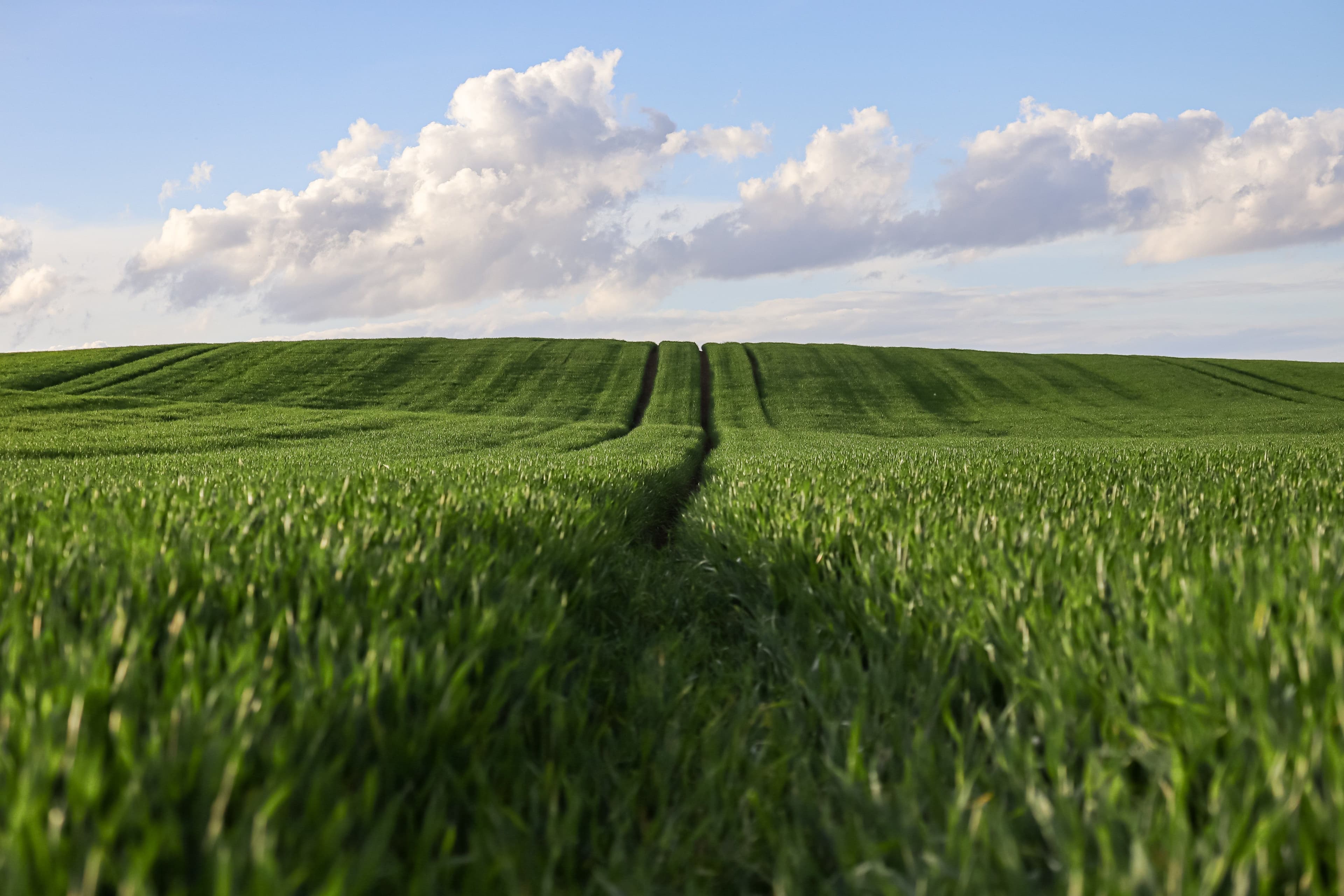 High-quality soy protein